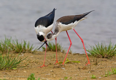 Cavaliere d'Italia (Himantopus himantopus)