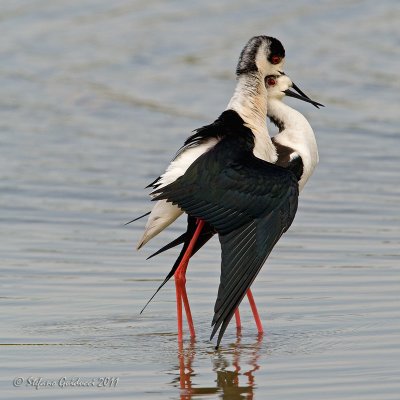 Cavaliere d'Italia (Himantopus himantopus)