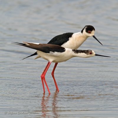 Cavaliere d'Italia (Himantopus himantopus)