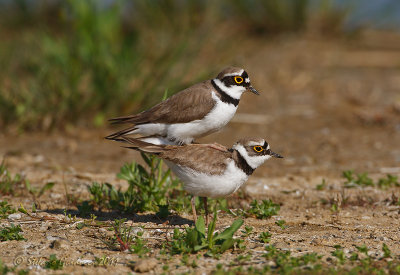 Corriere piccolo (Charadrius dubius) - Accoppiamento  (3)