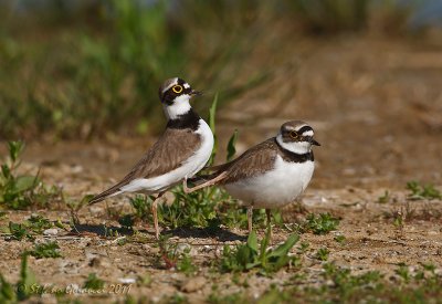 Corriere piccolo (Charadrius dubius) - Accoppiamento  (2)