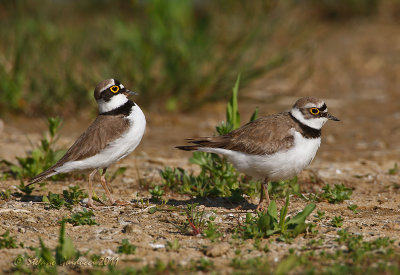 Corriere piccolo (Charadrius dubius) - Accoppiamento  (1)