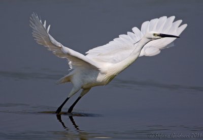 Garzetta (Egretta garzetta)