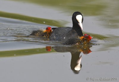 Folaga (Fulica atra)