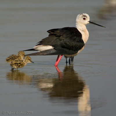 Cavaliere d'Italia (Himantopus himantopus)