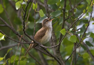 Cannareccione (Acrocephalus palustris)