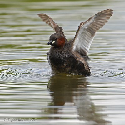 Tuffetto (Tachybaptus ruficollis)