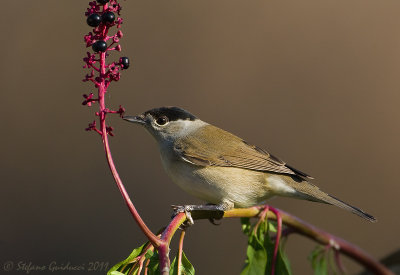 Capinera (Sylvia atricapilla)