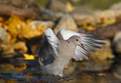 Tortora dal collare (Streptopelia decaocto)