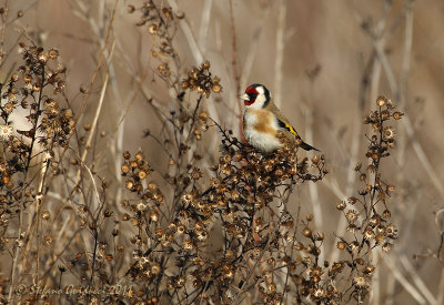 Cardellino (Carduelis carduelis)