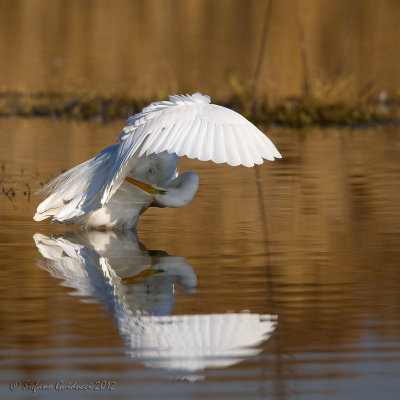 Airone bianco maggiore (Ardea alba)