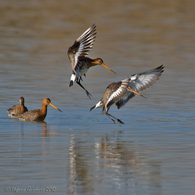 Pittima reale (Limosa limosa)