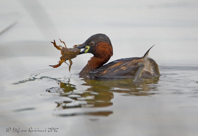 Tuffetto (Tachybaptus ruficollis)