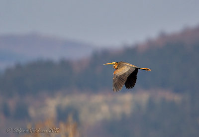 Airone rosso (Ardea purpurea)