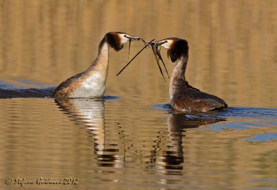 Svasso maggiore (Podiceps cristatus)