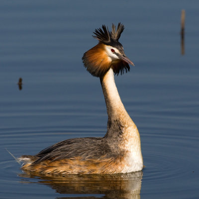 Svasso maggiore (Podiceps cristatus)