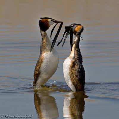 Svasso maggiore (Podiceps cristatus)