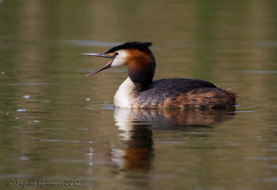 Svasso maggiore (Podiceps cristatus)