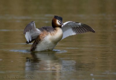 Svasso maggiore (Podiceps cristatus)