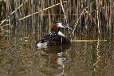 Svasso maggiore (Podiceps crestatus)