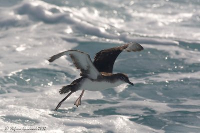 Berta minore (Puffinus yelkouan)