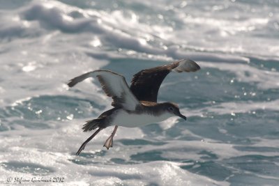 Berta minore (Puffinus yelkouan)