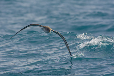 Berta maggiore (Calonectris diomedea)