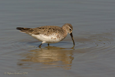 Piovanello (Calidris ferruginea)