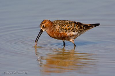 Piovanello (Calidris ferruginea)