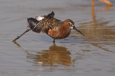 Piovanello (Calidris ferruginea)