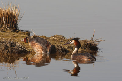 Svasso maggiore (Podiceps crestatus)