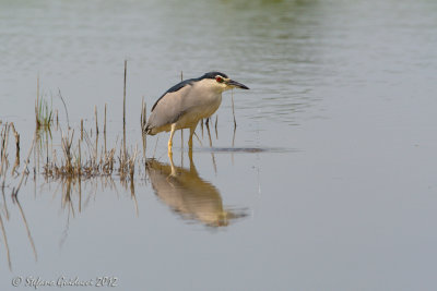 Nitticora (Nycticorax nycticorax)