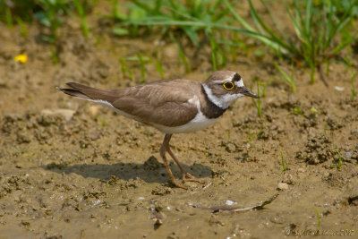 Corriere piccolo (Charadrius dubius)