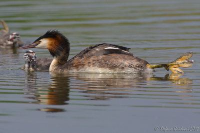 Svasso maggiore (Podiceps crestatus)