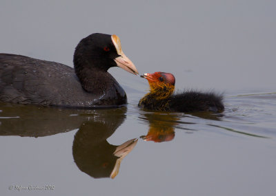 Folaga (Fulica atra)