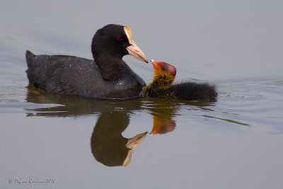 Folaga (Fulica atra)