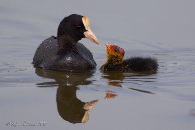 Folaga (Fulica atra)