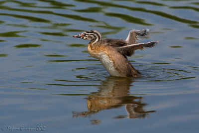 Svasso maggiore (Podiceps crestatus)