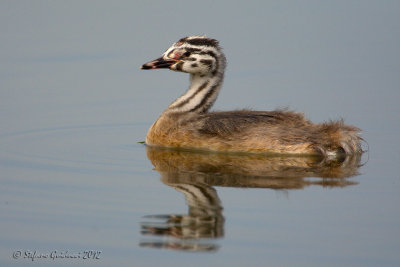 Svasso maggiore (Podiceps crestatus)