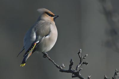 Beccofrusone (Bohemian Waxwing)