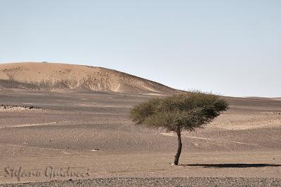 Deserto Pietroso (Hammada) vicino Merzouga