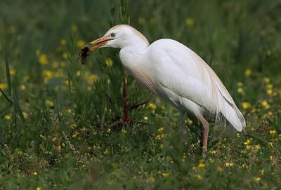 Airone Guardabuoi    (Cattle Egret)