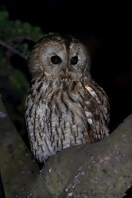 Allocco	(Tawny Owl)	