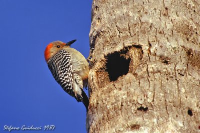 Picchio della Carolina  (Red-bellied Woodpecker)