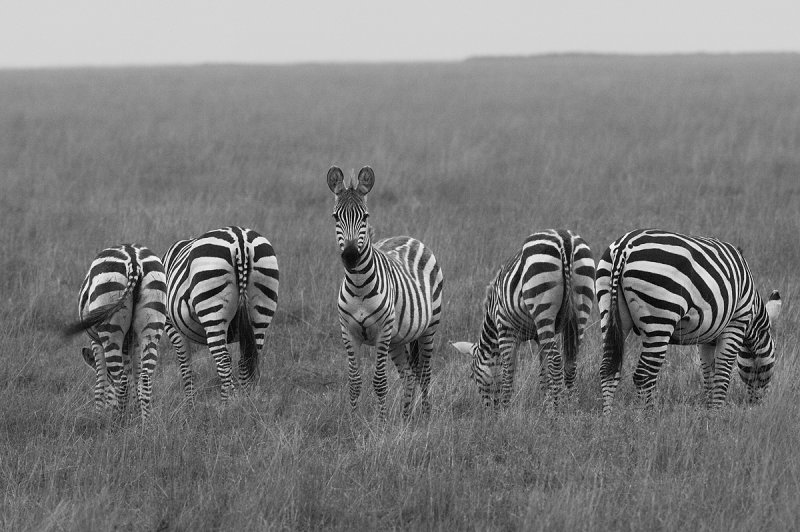 Common Zebra  (Equus burchelli), Ngorongoro Crater.