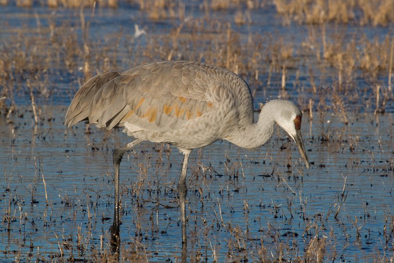 SandHill-Crane-RTP.jpg