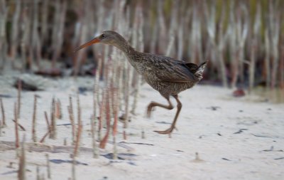 Pollo del Manglar-5.jpg