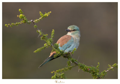 European Roller