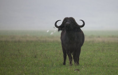 Buffalo in rainy day