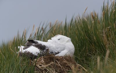 Nesting Wandering Albatross